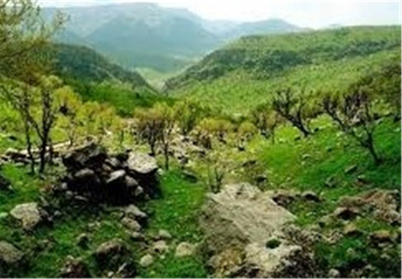 360 هزار دلار اعتبار به پروژه تقویت جنگل‌های بلوط ایران اختصاص یافت