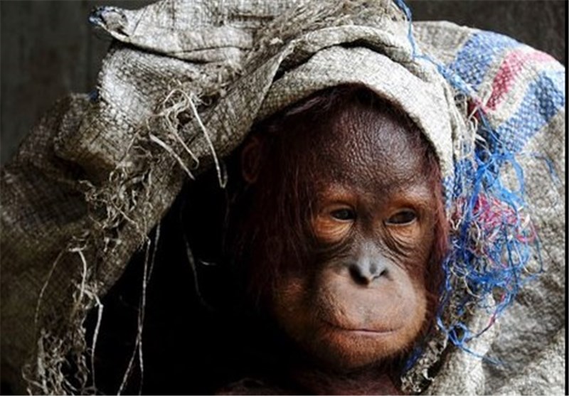 عکس/به خطر افتادن حیات اورانگوتان‌ها در اندونزی‎