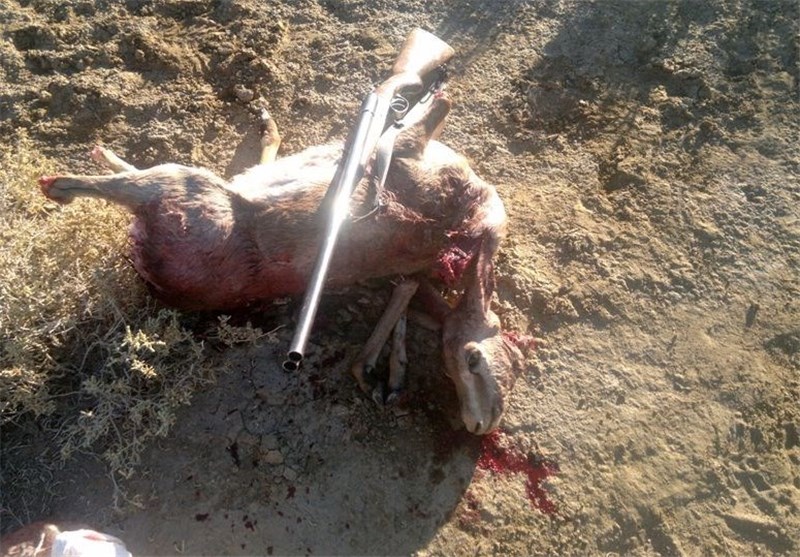عاملان شکار آهو در منطقه شکار ممنوع زیرکوه دستگیر شدند‌