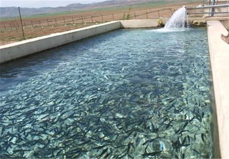 تولید ماهی در اردبیل به 9000 تن افزایش می‌یابد