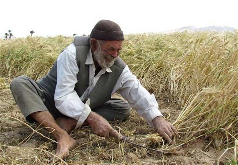 بیش از 275 میلیارد ریال مطالبات سویاکاران گلستانی پرداخت شد