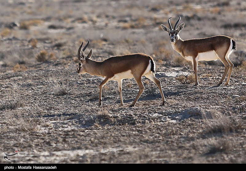 تهدید 230 رأس از حیات وحش پارک ملی گلستان به واسطه جاده میان‌گذر