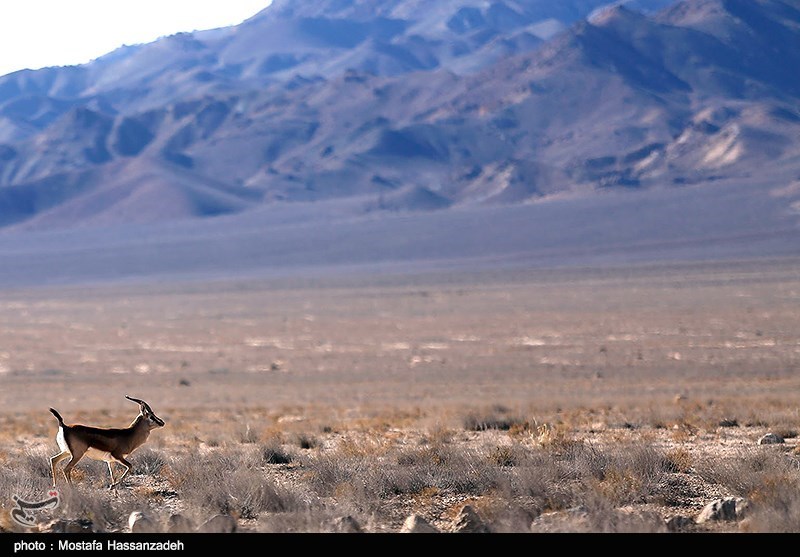 محیط‌بان , اخبار استان گلستان , 