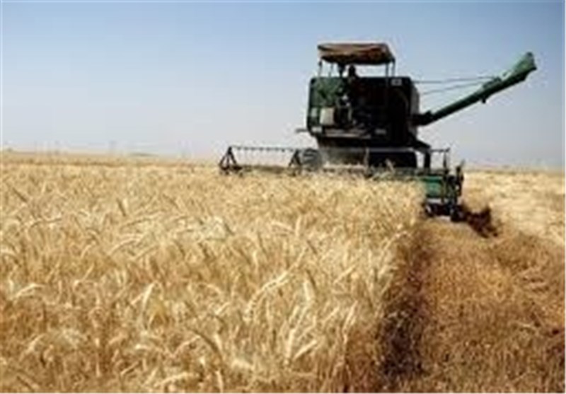 اجرای طرح خرید تضمینی گندم مازاد بر مصرف کشاورزان شاهرودی/رویکرد تولید گندم ‌«کشت دیم» باشد‌‌‌