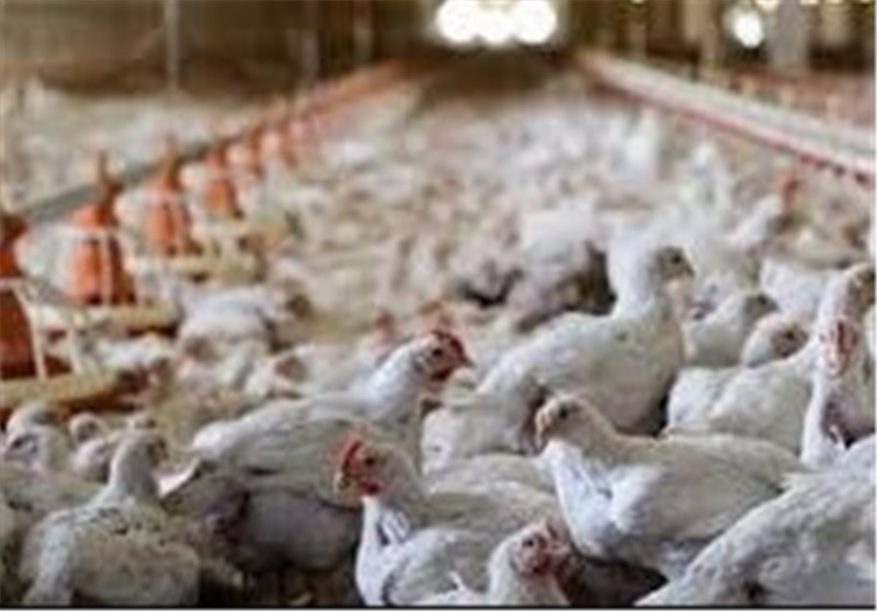 کردستان عراق واردات مرغ و تخم مرغ از ایران را ممنوع کرد
