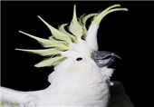 عکس/ زیبایی پرندگان از نمای نزدیک