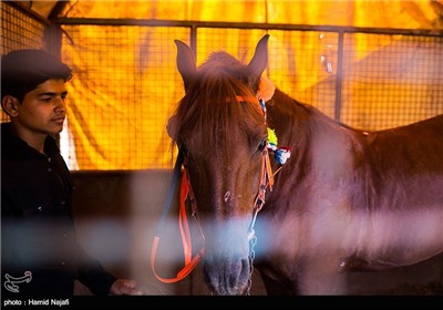 کورس پاییزه اسب سواری در یزد
