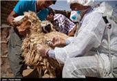 طرح «نهضت واکسیناسیون دام‌های سبک ضد تب برفکی» در استان سمنان اجرا می‌شود‌