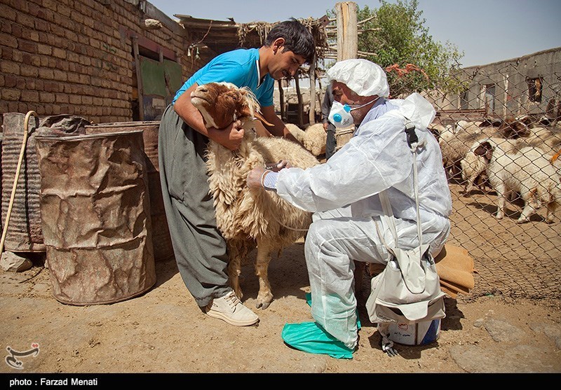 630 هزار راس دام استان بوشهر علیه بیماری تب برفکی واکسینه شدند