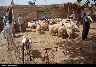 طرح واکسیناسیون احشام در کرمانشاه