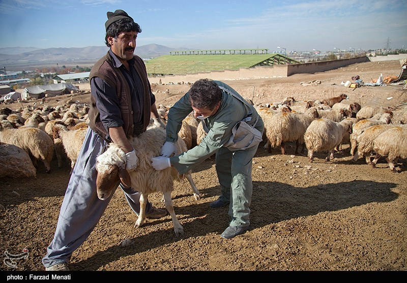 نبود واکسن تب برفکی در گلستان/برگزاری 127 دوره آموزشی برای دامداران