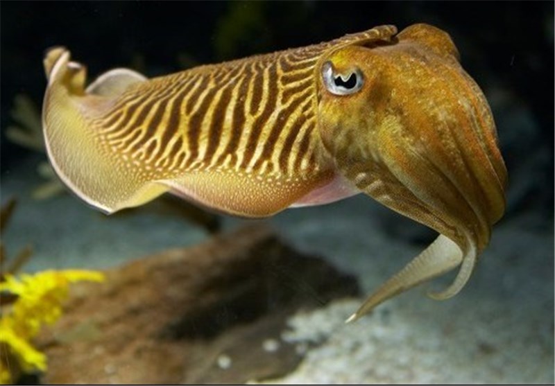 When Cuttlefish Hold Their Breath, They Become Nearly Invisible to Sharks