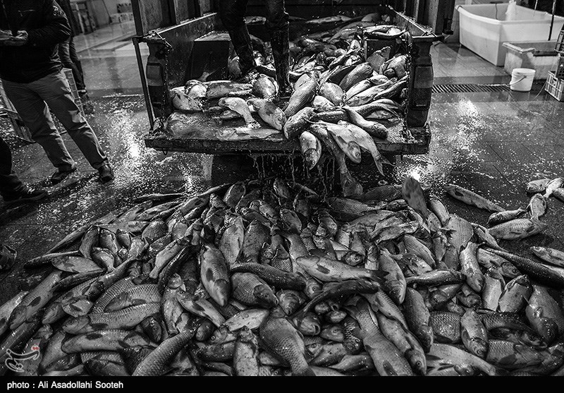 تولید ماهی در خراسان رضوی 27 درصد افزایش یافته است