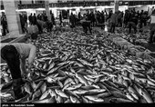 بازار ماهی الگویی رشت - گیلان
