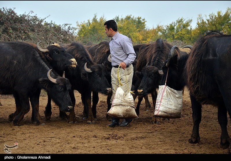 افتتاح بزرگ‌ترین واحد پرورش گاو شیری غرب کشور به همت بنیاد مستضعفان در قروه