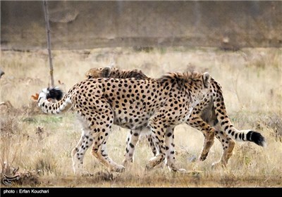 کوشکی و دلبر دو قلاده یوزپلنگ ایرانی در منطقه حفاظت شده