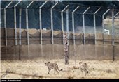 کوشکی و دلبر دو قلاده یوزپلنگ ایرانی در منطقه حفاظت شده