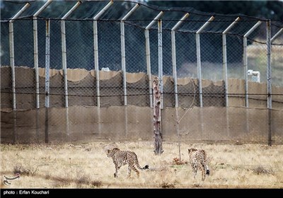 کوشکی و دلبر دو قلاده یوزپلنگ ایرانی در منطقه حفاظت شده