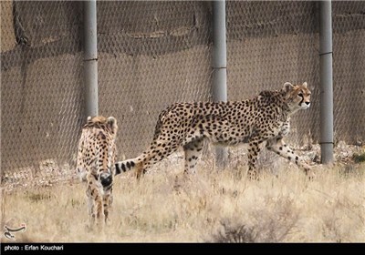 نمایی از نیمرخ دلبر یوزپلنگ ماده