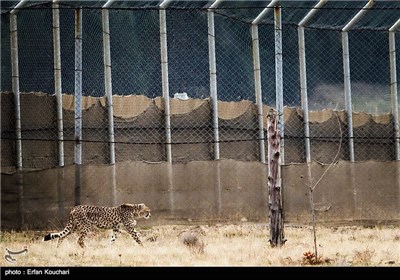 Iran Marks International Cheetah Day