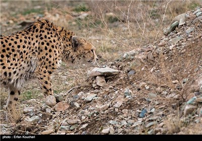 Iran Marks International Cheetah Day