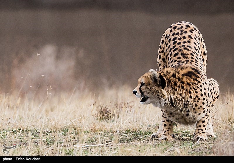 شکار دو یوزپلنگ ایرانی با دوربین توریست‌های اروپایی
