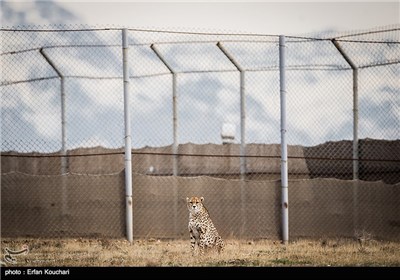 Iran Marks International Cheetah Day