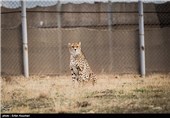 کوشکی یوزپلنگ نر