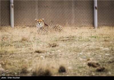 Iran Marks International Cheetah Day