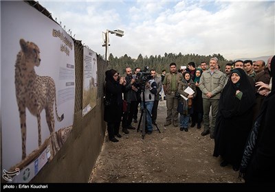 Iran Marks International Cheetah Day