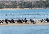 تله‌های زنده‌گیری پرندگان در استان بوشهر جمع‌آوری شد