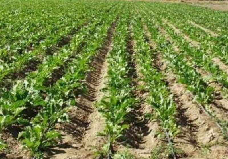 برداشت 17 هزار تن انواع صیفی‌جات از مزارع شهرستان شهرضا/استمرار شرایط خشکسالی و کاهش سطوح کاشت گندم