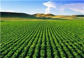 توسعه صادرات محصولات کشاورزی استان مازندران