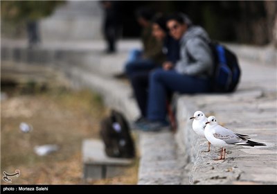 Iran’s Zayanderud River Hosts Migratory Birds