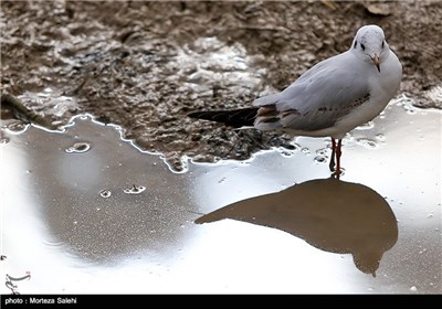 Iran’s Zayanderud River Hosts Migratory Birds