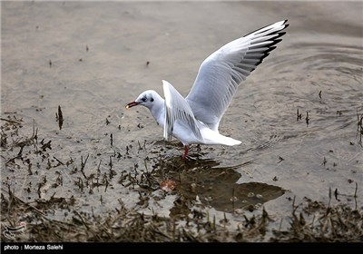 Iran’s Zayanderud River Hosts Migratory Birds