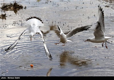 Iran’s Zayanderud River Hosts Migratory Birds