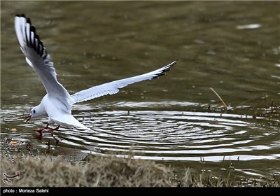 Iran’s Zayanderud River Hosts Migratory Birds