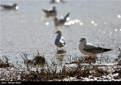 Iran’s Zayanderud River Hosts Migratory Birds