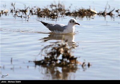 Iran’s Zayanderud River Hosts Migratory Birds