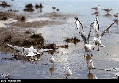 Iran’s Zayanderud River Hosts Migratory Birds