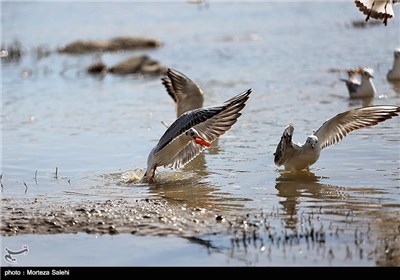 Iran’s Zayanderud River Hosts Migratory Birds