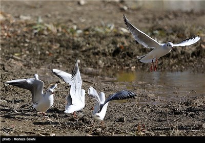 Iran’s Zayanderud River Hosts Migratory Birds