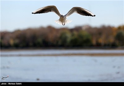 Iran’s Zayanderud River Hosts Migratory Birds