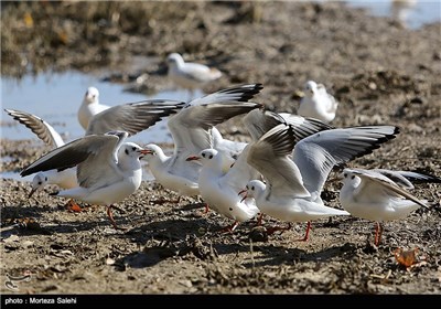 Iran’s Zayanderud River Hosts Migratory Birds