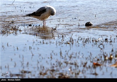 Iran’s Zayanderud River Hosts Migratory Birds