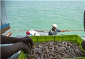 4 تن شاه‌میگو از دریاچه شورابیل اردبیل به کشورهای هم‌جوار صادر می‌شود