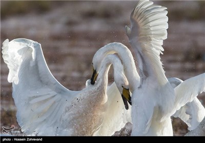 Iran’s Beauties in Photos: Sorkh Rood Wetlands