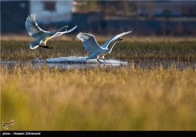 Iran’s Beauties in Photos: Sorkh Rood Wetlands