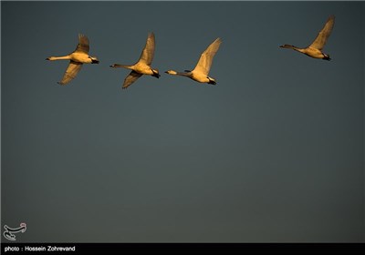 Iran’s Beauties in Photos: Sorkh Rood Wetlands